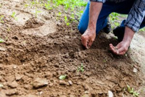 garden soil 